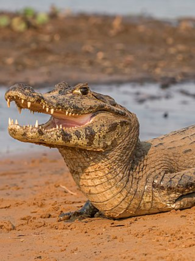 Sete Curiosidades Sobre O Jacar Fauna News