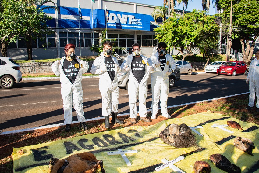 Ambientalistas Colocam Carca As De Animais Atropelados No Ms Em Frente