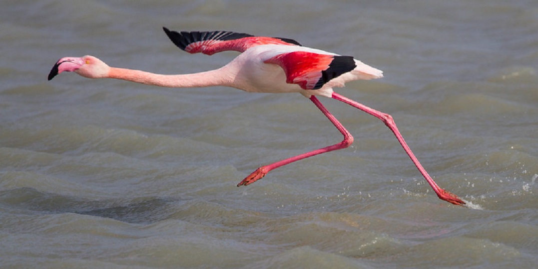 FAUNA NEWS - Flamingos são populares e ocorrem no Brasil, no Amapá.