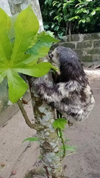 FAUNA NEWS - Reabilitação de preguiças no Cetas do Ibama do AM