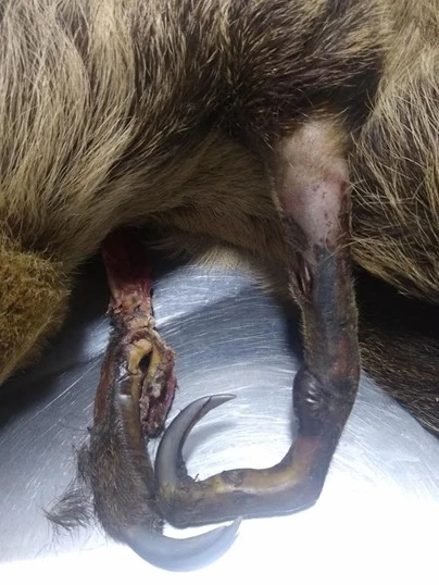 FAUNA NEWS - Desafios da reabilitação e conservação de preguiças no AM.
