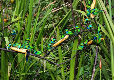 Pássaros comem bananas colocadas em galhos de uma árvore como comedouro