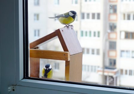 Passarinhos em janela de apartamento