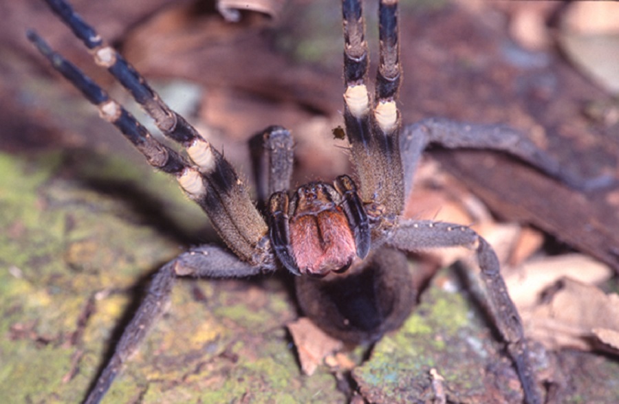 Qual aranha mata mais rápido?