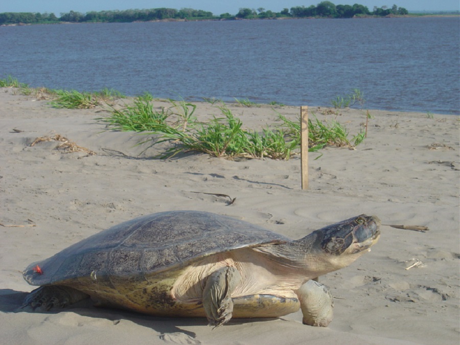 Tartaruga-da-amazônia em margem de rio no Pará