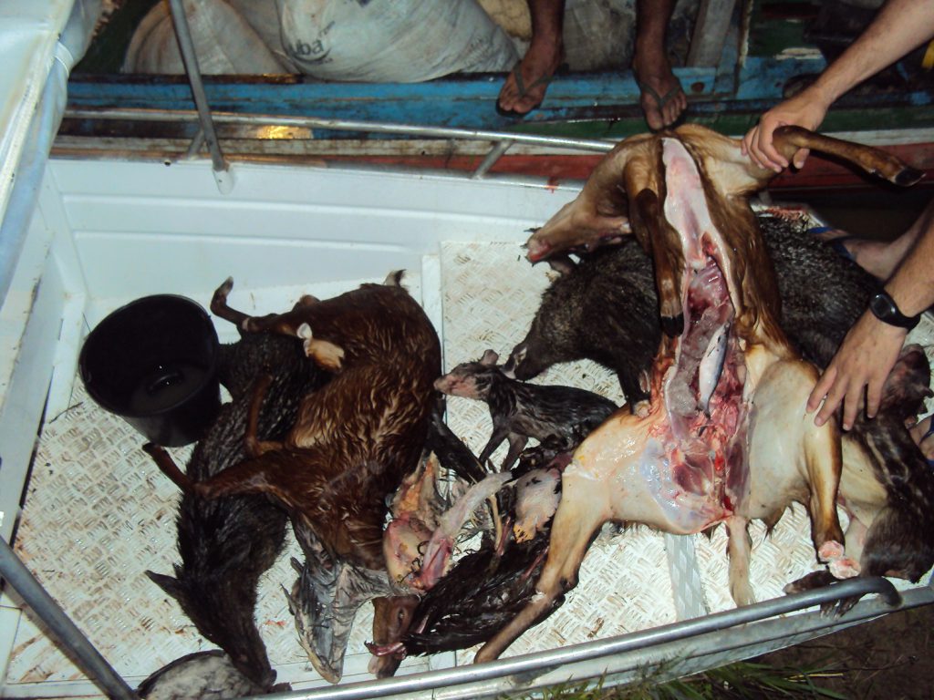 Carcaças de animais caçados na Amazônia