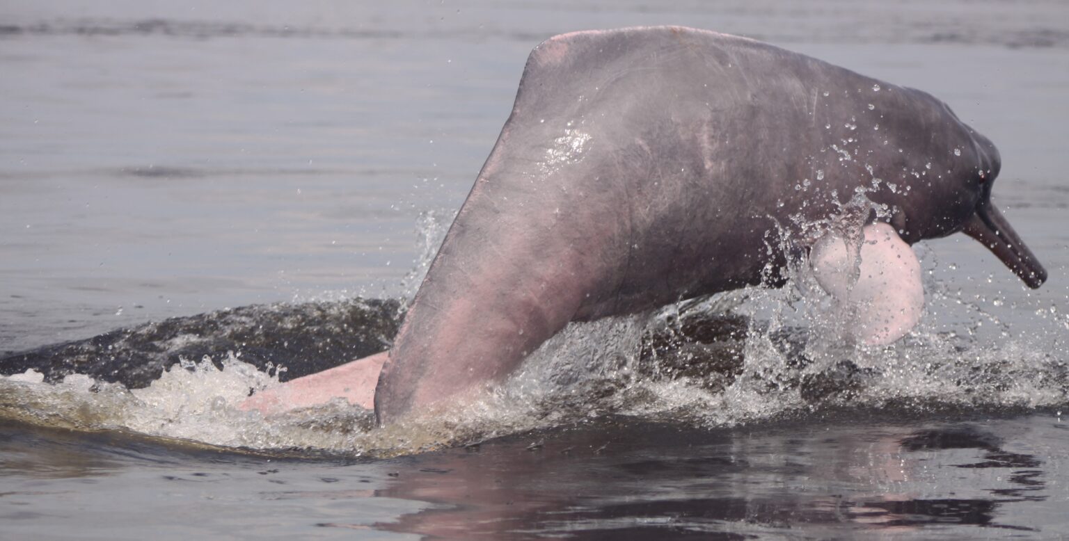 Quais Sao As Duas Ordens De Mamiferos Exclusivamente Aquaticos