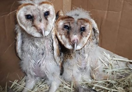 filhotes de coruja-suindara em caixa de papelo. Foto da PM Ambiental de SP