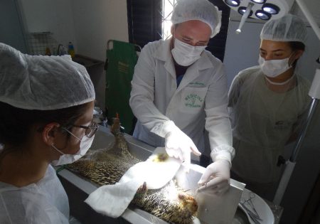 Veterinário e estudante de veterinária operando ouriço-cacheiro no Cetas Catalão