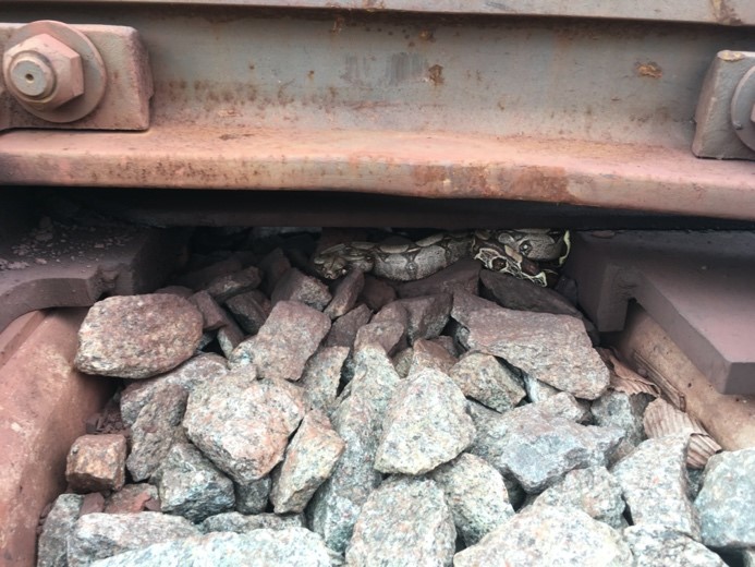 Foto de cobra escondida sob trilho de trem