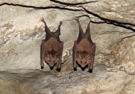Morcegos em teto de caverna de Cuba. Foto de Brian Henderson