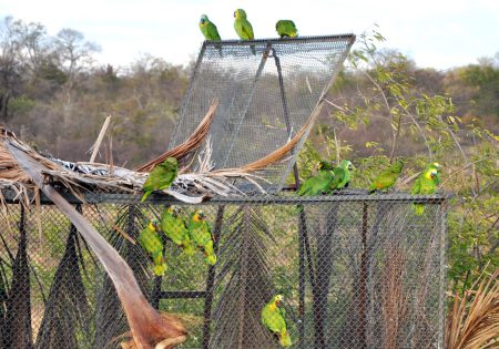 Soltura de papagaios na caatinga de pernambuco foto de Jaquelyne Costa