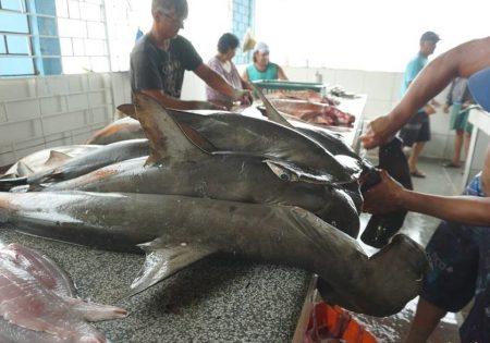 Tubarão-martelo sendo cortado por pescador em mercado de peixe