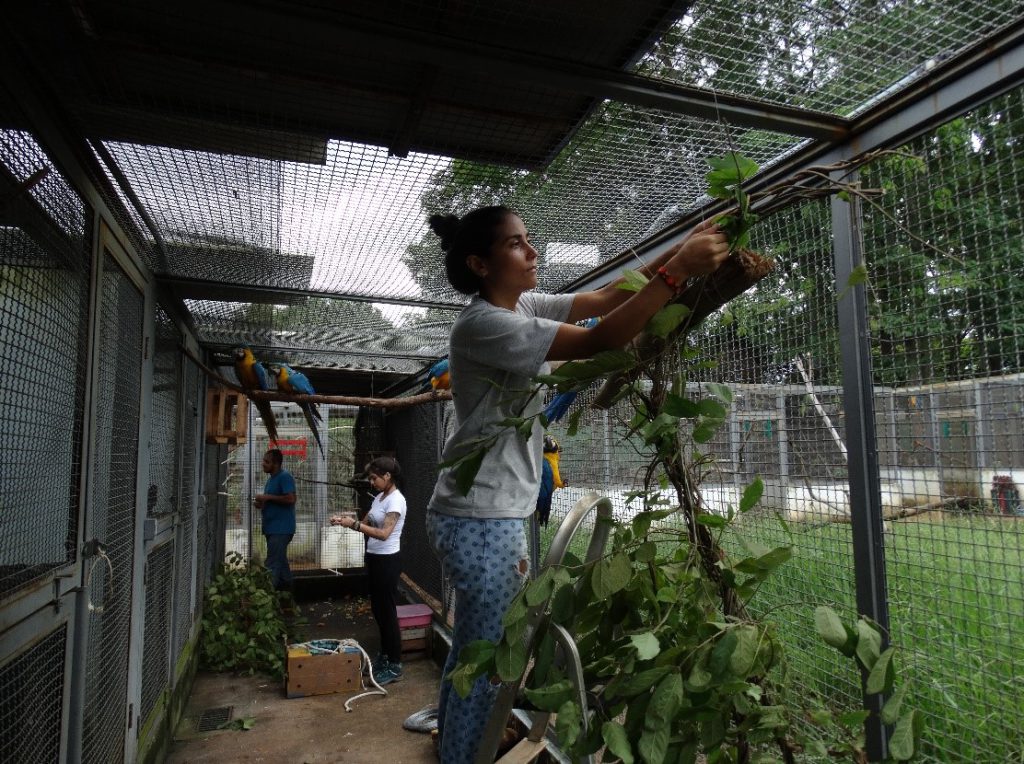 Voluntária aplicando enriquecimento ambiental em recinto de araras-canindé