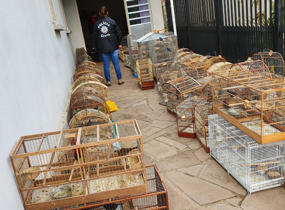 Policial de costas em um corredor cheio de gaiolas com aves traficadas