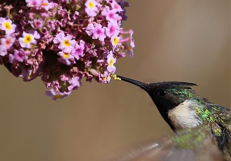 Beija-flor sugando néctar de flores rosas