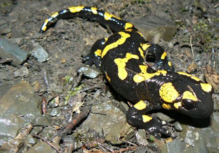 Salamandra salamandra preta com pintas amarelas