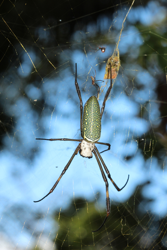 Trichonephila clavipes fêmea. Há um macho logo acima da fêmea, e uma pequena aranha cleptoparasita acima dos dois