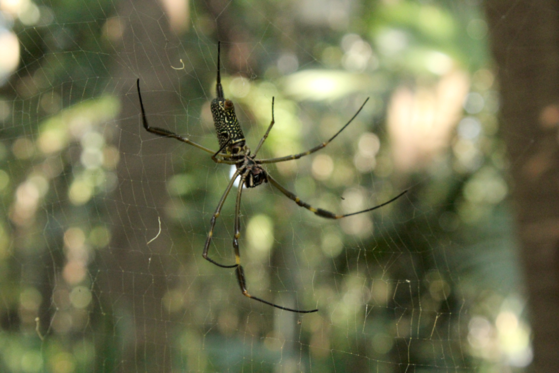 Néfila, a aranha-do-fio-dourado | Fauna News