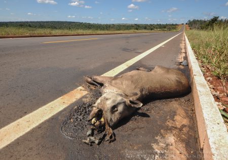 Anta morta por atropelamento em acostamento