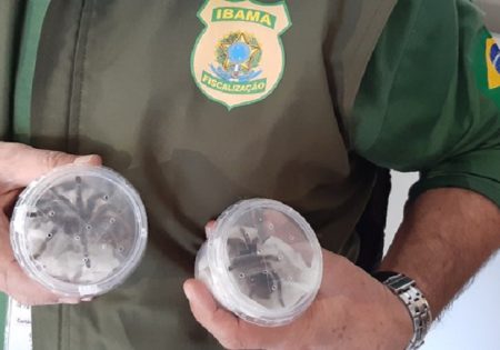 Agente do Ibama segura potes com aranhas traficadas