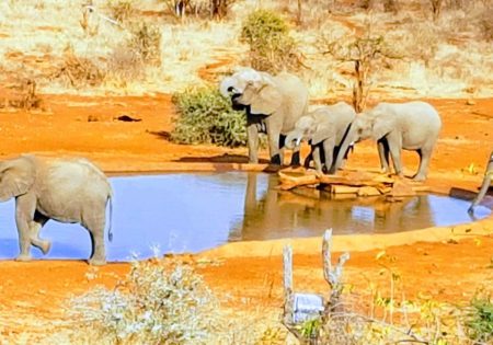 Elefantes em savana da África