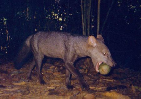 Cachorro do mato andando na floresta com fruta na boca