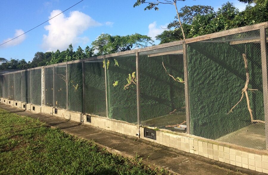 Recintos para aves do Cetas Tangará, de Recife