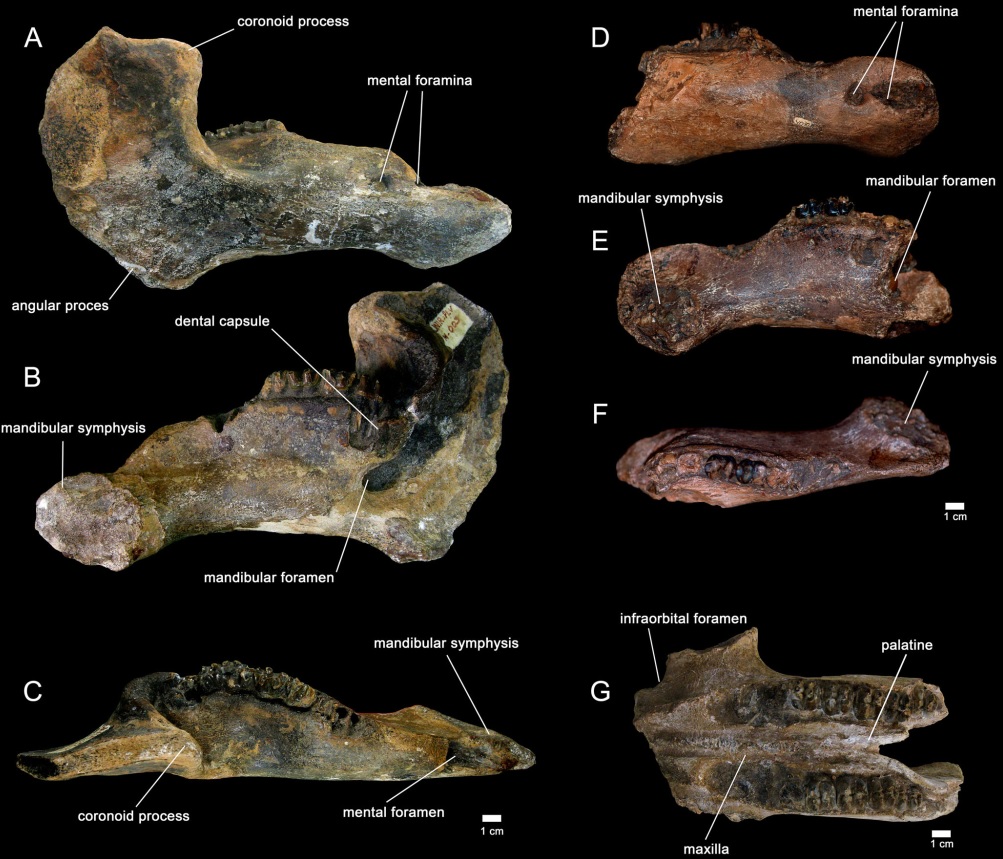 Imagens de fragmentos de mandíbula de Trichechus hesperamazonicus