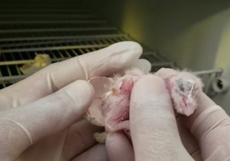 Mãos humanas ajudando a filhote de coruja a sair do ovo