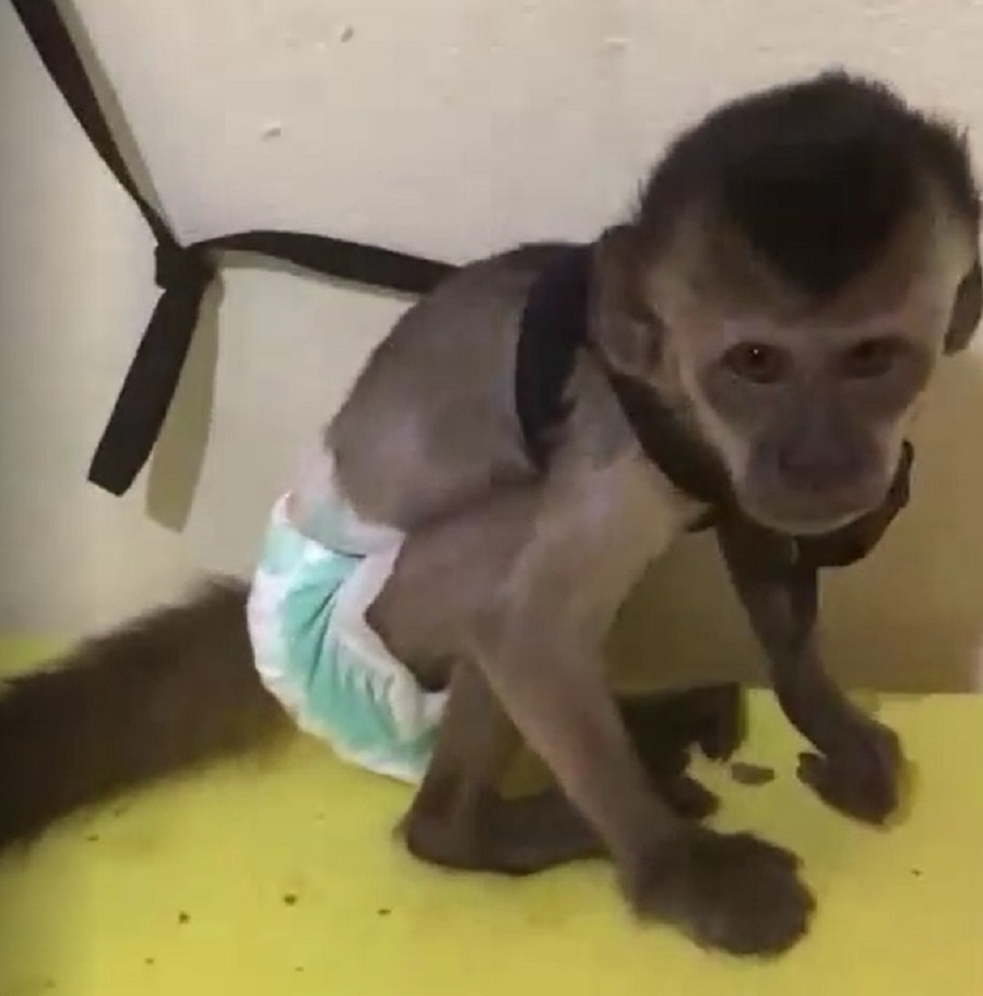 Polícia apreende filhote de macaco-prego que seria vendido, no