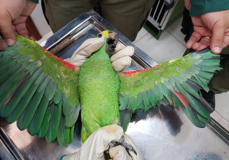 Papagaio é seguro com asas abertas: uma asa com todas as penas íntegras e a outra asa com as penas cortadas