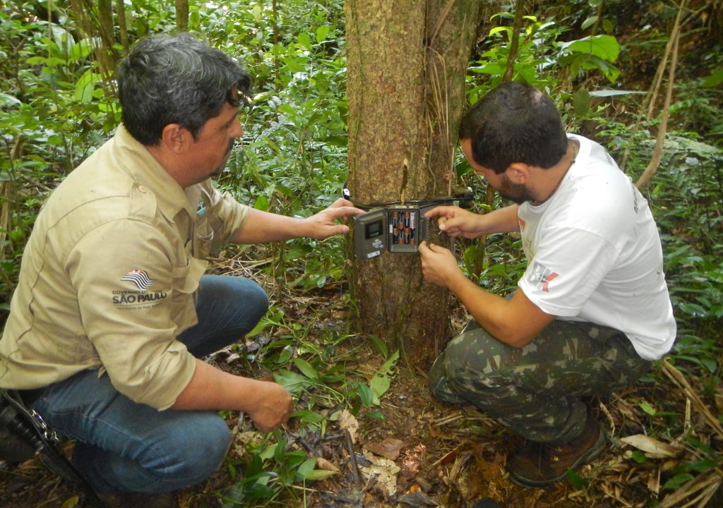 Dois homens instalando câmera trap em árvore