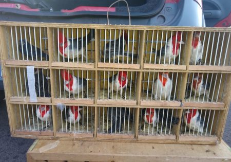 Aves em gaiola de transporte de traficante de fauna