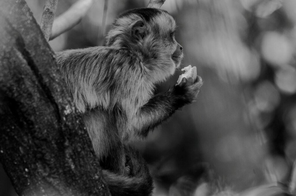 Imagem de macaco-prego em que o facho de luz foi ressaltado pela técnica do preto e branco