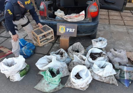 Policial etirando a gaiola com as aves e os sacos com jabutis