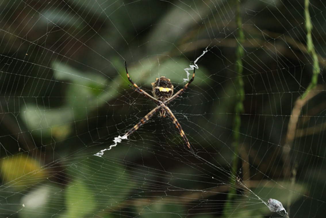 Aranha Argiope em sua teia