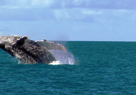 Baleia saltando para fora da água