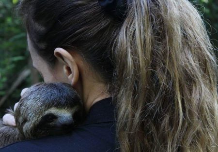 Bicho preguiça no colo de uma mulher