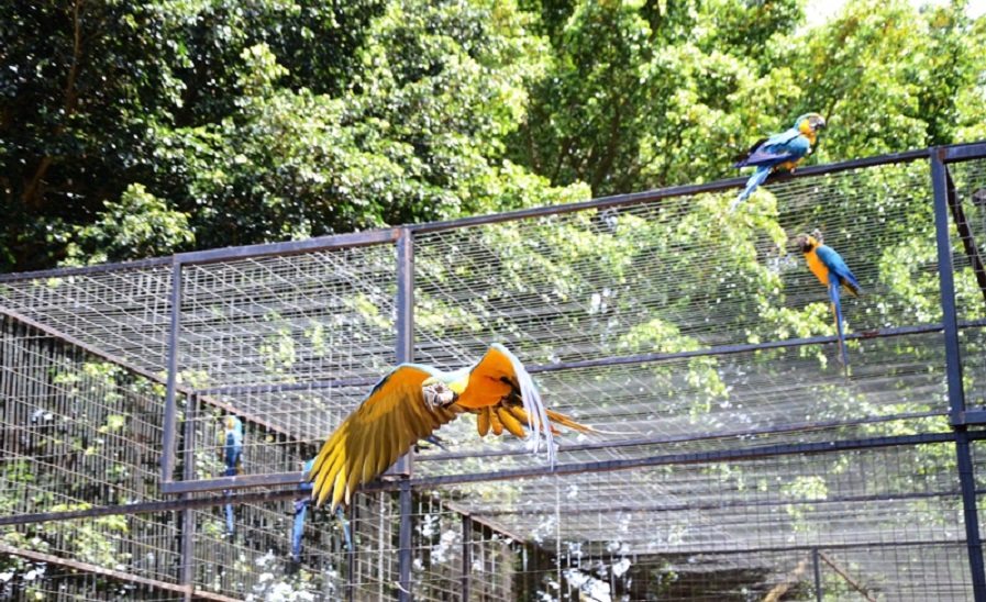 Momento da soltura de arara, que saem voando de um viveiro