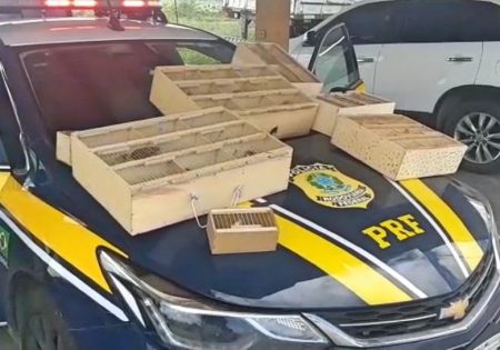 Caixas com aves sobre capô de viatura policial