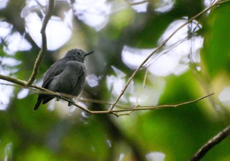 Choquinha-de-alagoas em um galho de árvore