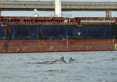 golfinhos nadando perto de navio atracado