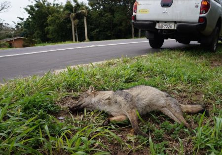 Graxaim-do-mato caído morto ao lado de rodovia