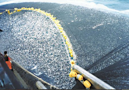 grande rede de pesca industria é rtirada do mar lotada de peixes