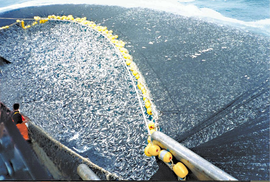 Consequências da pesca excessiva e como reverter este cenário