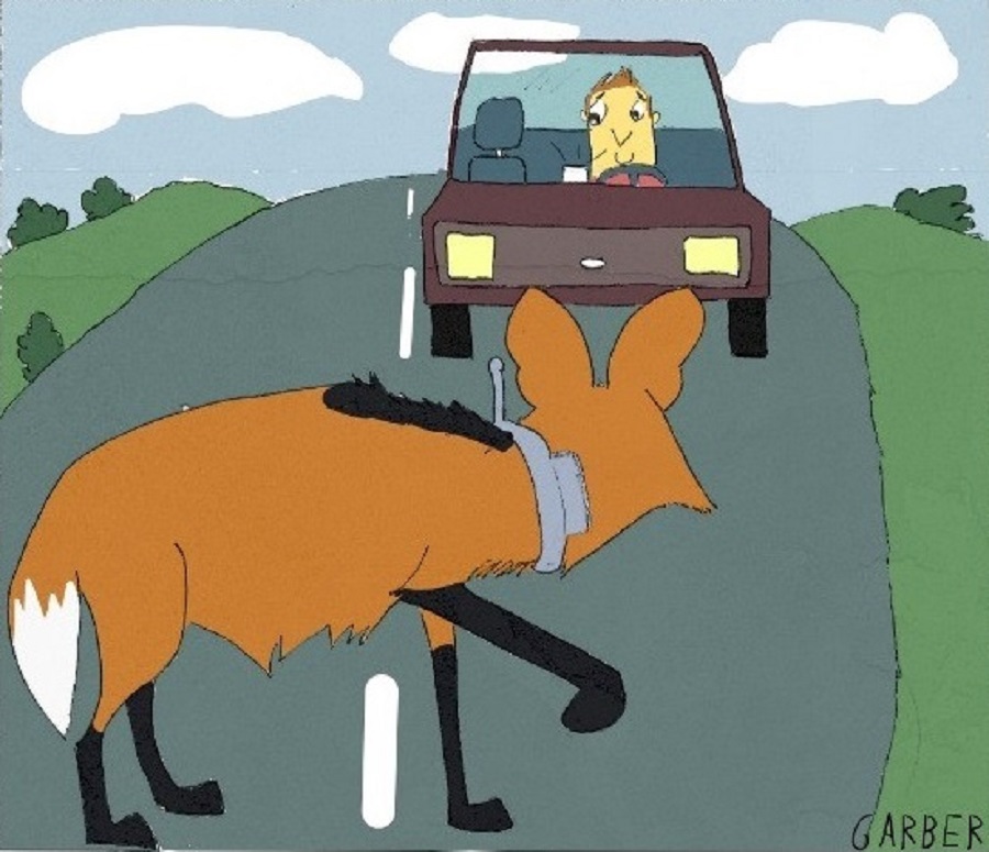 Ilustração de lobo-guará com colar de monitoramento atravessando estrada e carro vindo em sua direção