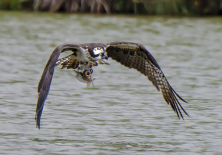 águia-pescadora voando com peixe em suas garras