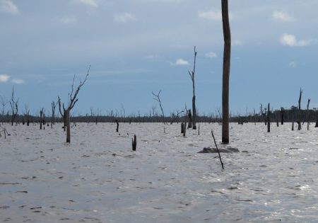 boto nadando no reservatório entre árvores mortas