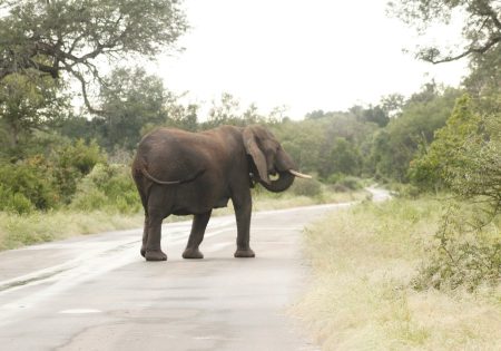 Elefante atravessando rodovia na África do Sul